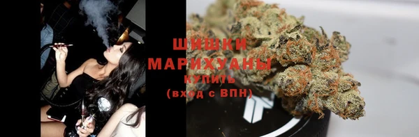 сатива Новозыбков